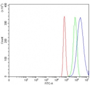Flow cytometry testing of human U-87 MG cells with RAB13 antibody at 1ug/million cells (blocked with goat sera); Red=cells alone, Green=isotype control, Blue= RAB13 antibody.
