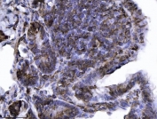 IHC staining of FFPE rat colon tissue with ANXA4 antibody. HIER: boil tissue sections in pH8 EDTA for 20 min and allow to cool before testing.