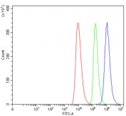 Flow cytometry testing of human HEL cells with ANXA4 antibody at 1ug/million cells (blocked with goat sera); Red=cells alone, Green=isotype control, Blue= ANXA4 antibody.