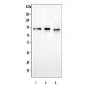 Western blot testing of 1) human 293T, 2) human HK-2 and 3) monkey COS-7 cell lysate with Amiloride binding protein 1 antibody. Predicted molecular weight ~85 kDa.