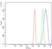 Flow cytometry testing of human ThP-1 cells with Amiloride binding protein 1 antibody at 1ug/million cells (blocked with goat sera); Red=cells alone, Green=isotype control, Blue= Amiloride binding protein 1 antibody.
