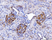 IHC staining of FFPE mouse kidney tissue with CD147 antibody. HIER: boil tissue sections in pH8 EDTA for 20 min and allow to cool before testing.
