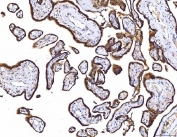 IHC staining of FFPE human placental tissue with CD55 antibody. HIER: boil tissue sections in pH8 EDTA for 20 min and allow to cool before testing.