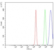 Flow cytometry testing of human HepG2 cells with ICAM1 antibody at 1ug/million cells (blocked with goat sera); Red=cells alone, Green=isotype control, Blue= ICAM1 antibody.