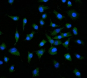 Immunofluorescent staining of FFPE human A549 cells with Neuropilin 1 antibody (green) and DAPI nuclear stain (blue). HIER: steam section in pH6 citrate buffer for 20 min.
