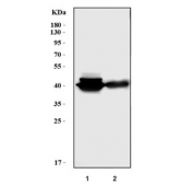 Western blot testing of human 1) HEL and 2) U-937 cell lysate with PLEK antibody. Predicted molecular weight: ~40 kDa.