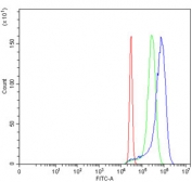 Flow cytometry testing of human HeLa cells with p53 binding protein 1 antibody at 1ug/million cells (blocked with goat sera); Red=cells alone, Green=isotype control, Blue= p53 binding protein 1 antibody.