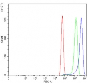 Flow cytometry testing of human U-87 MG cells with ADAM8 antibody at 1ug/million cells (blocked with goat sera); Red=cells alone, Green=isotype control, Blue= ADAM8 antibody.