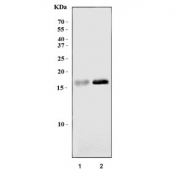 Western blot testing of human 1) COLO-320 and 2) A431 cell lysate with PLP2 antibody. Predicted molecular weight ~17 kDa.