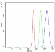 Flow cytometry testing of human A431 cells with Aquaporin 4 antibody at 1ug/million cells (blocked with goat sera); Red=cells alone, Green=isotype control, Blue= Aquaporin 4 antibody.