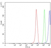 Flow cytometry testing of human RT4 cells with ERCC1 antibody at 1ug/million cells (blocked with goat sera); Red=cells alone, Green=isotype control, Blue= ERCC1 antibody.