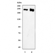Western blot testing of 1) human HeLa and 2) rat brain tissue lysate with CD171 antibody. Expected molecular weight of glycosylated protein is 200-240 kDa.