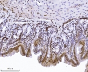 IHC staining of FFPE rat colon tissue with KPNB1 antibody. HIER: boil tissue sections in pH8 EDTA for 20 min and allow to cool before testing.