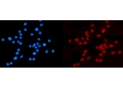 Immunofluorescent staining of FFPE human Caco-2 cells with KPNB1 antibody (red) and DAPI nuclear stain (blue). HIER: steam section in pH6 citrate buffer for 20 min.