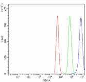 Flow cytometry testing of rat NRK cells with Ataxin 1 antibody at 1ug/million cells (blocked with goat sera); Red=cells alone, Green=isotype control, Blue= Ataxin 1 antibody.