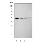 Western blot testing of 1) rat heart, 2) mouse heart, 3) mouse skeletal muscle and 4) mouse C2C12 cell lysate with ABRA antibody. Predicted molecular weight ~43 kDa.