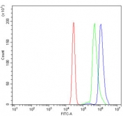Flow cytometry testing of human U937 cells with DNM2 antibody at 1ug/million cells (blocked with goat sera); Red=cells alone, Green=isotype control, Blue= DNM2 antibody.