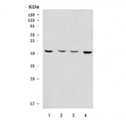 Western blot testing of 1) human ThP-1, 2) rat brain, 3) mouse brain and 4) mouse Neuro-2a cell lysate with OLIG2 antibody. Expected molecular weight: 32-38 kDa.