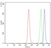Flow cytometry testing of human Daudi cells with SLIT2 antibody at 1ug/million cells (blocked with goat sera); Red=cells alone, Green=isotype control, Blue= SLIT2 antibody.