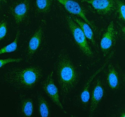 Immunofluorescent staining of FFPE human HeLa cells with TOMM20 antibody (green) and DAPI nuclear stain (blue). HIER: steam section in pH6 citrate buffer for 20 min.