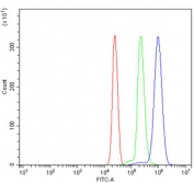 Flow cytometry testing of human U937 cells with Alkyl-DHAP synthase antibody at 1ug/million cells (blocked with goat sera); Red=cells alone, Green=isotype control, Blue= Alkyl-DHAP synthase antibody.