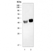 Western blot testing of 1) rat brain and 2) mouse brain tissue lysate with ATP1B2 antibody. Predicted molecular weight ~33 kDa but may be observed at higher molecular weights due to glycosylation.