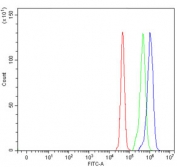 Flow cytometry testing of human U-87 MG cells with TER ATPase antibody at 1ug/million cells (blocked with goat sera); Red=cells alone, Green=isotype control, Blue= TER ATPase antibody.