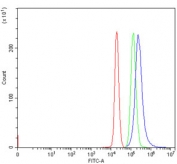 Flow cytometry testing of mouse EL-4 cells with TER ATPase antibody at 1ug/million cells (blocked with goat sera); Red=cells alone, Green=isotype control, Blue= TER ATPase antibody.