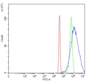 Flow cytometry testing of human SiHa cells with PANX1 antibody at 1ug/million cells (blocked with goat sera); Red=cells alone, Green=isotype control, Blue= PANX1 antibody.