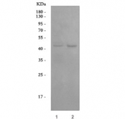 Western blot testing of human 1) HeLa and 2) A549 cell lysate with Angiopoietin-like 4 antibody. Predicted molecular weight: ~45 kDa and ~41 kDa, but may be observed at higher molecular weights due to glycosylation.
