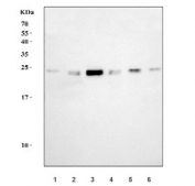 Western blot testing of 1) human HeLa, 2) human K562, 3) human Jurkat, 4) human U-251, 5) rat C6 and 6) mouse lung tissue lysate with HBEGF antibody. Predicted molecular weight ~23 kDa but may be observed at higher molecular weights due to glycosylation.