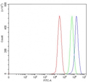 Flow cytometry testing of human 293T cells with ADAR2 antibody at 1ug/million cells (blocked with goat sera); Red=cells alone, Green=isotype control, Blue= ADAR2 antibody.
