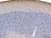 IHC staining of FFPE rat cerebellum tissue with EAAT1 antibody. HIER: boil tissue sections in pH8 EDTA for 20 min and allow to cool before testing.