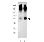 Western blot testing of 1) rat brain and 2) mouse brain tissue lysate with EAAT1 antibody. Predicted molecular weight ~60 kDa.