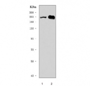 Western blot testing of 1) rat heart and 2) mouse skeletal muscle tissue lysate with MYH3 antibody. Predicted molecular weight ~224 kDa.