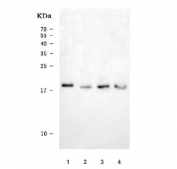 Western blot testing of human 1) K562, 2) HeLa, 3) HepG2, 4) RT4 cell lysate with ARL1 antibody. Predicted molecular weight ~20 kDa.