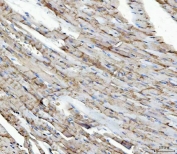 IHC staining of FFPE mouse heart tissue with NDUFS5 antibody. HIER: boil tissue sections in pH8 EDTA for 20 min and allow to cool before testing.
