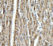 IHC staining of FFPE rat heart tissue with NDUFS5 antibody. HIER: boil tissue sections in pH8 EDTA for 20 min and allow to cool before testing.