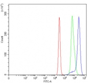 Flow cytometry testing of human K562 cells with ARL13B antibody at 1ug/million cells (blocked with goat sera); Red=cells alone, Green=isotype control, Blue= ARL13B antibody.
