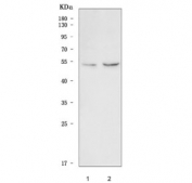 Western blot testing of human 1) K562 and 2) PC-3 cell lysate with Vaccinia-related kinase 2 antibody. Predicted molecular weight: 44-58 kDa (multiple isoforms).