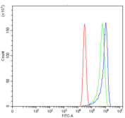 Flow cytometry testing of fixed and permeabilized human MCF7 cells with ERGIC1 antibody at 1ug/million cells (blocked with goat sera); Red=cells alone, Green=isotype control, Blue= ERGIC1 antibody.