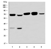 Western blot testing of 1) human SiHa, 2) human Caco-2, 3) rat liver, 4) mouse liver and 5) mouse NIH 3T3 cell lysate with Protein O-glucosyltransferase 3 antibody. Predicted molecular weight ~59 kDa but may be observed at higher molecular weights due to glycosylation.