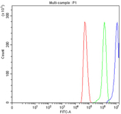 Flow cytometry testing of fixed and permeabilized human U-251 cells with Protein O-glucosyltransferase 3 antibody at 1ug/million cells (blocked with goat sera); Red=cells alone, Green=isotype control, Blue= Protein O-glucosyltransferase 3 antibody.