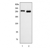 Western blot testing of human 1) HEL and 2) K562 cell lysate with Ankyrin-1 antibody. Predicted molecular weight ~206 kDa but can be observed at up to 246 kDa.