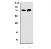 Western blot testing of human 1) HEL and 2) K562 cell lysate with ANK1 antibody. Predicted molecular weight ~206 kDa but can be observed at up to 246 kDa.