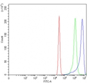 Flow cytometry testing of human K562 cells with ANK1 antibody at 1ug/million cells (blocked with goat sera); Red=cells alone, Green=isotype control, Blue= ANK1 antibody.