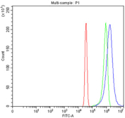 Flow cytometry testing of fixed and permeabilized human HeLa cells with ADRA2A antibody at 1ug/million cells (blocked with goat sera); Red=cells alone, Green=isotype control, Blue= ADRA2A antibody.