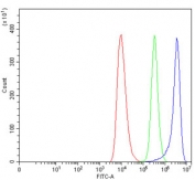 Flow cytometry testing of human HEL cells with ADRA2A antibody at 1ug/million cells (blocked with goat sera); Red=cells alone, Green=isotype control, Blue= ADRA2A antibody.