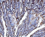 IHC staining of FFPE rat colon tissue with VAPA antibody. HIER: boil tissue sections in pH8 EDTA for 20 min and allow to cool before testing.