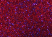 Immunofluorescent staining of FFPE rat brain tissue with CNP antibody (red) and DAPI nuclear stain (blue). HIER: boil tissue sections in pH8 EDTA for 20 min and allow to cool before testing.